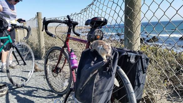 Let me in! I smell snacks!