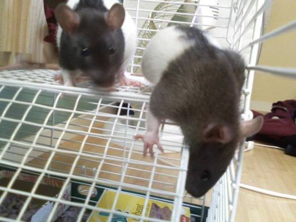In loving memory of my first rats, Double and Helix.