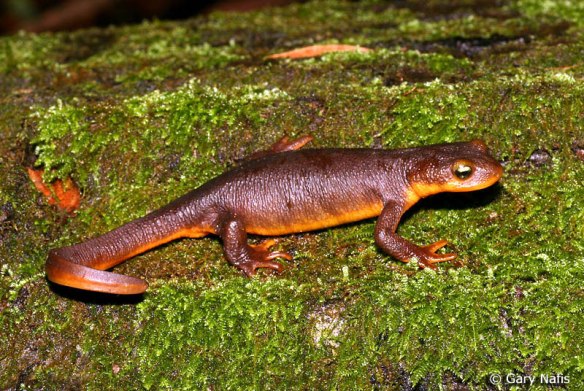 You could kill about 2,500 mice with the skin of one California newt, so don't eat them.
