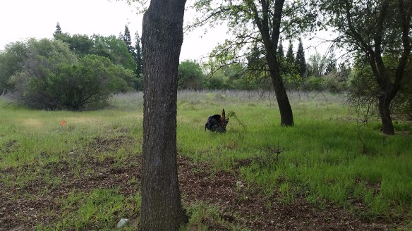 I think this is my best shot of this gobbler.