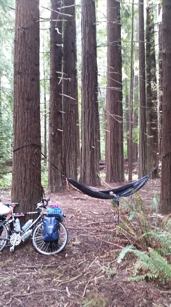 Hammock time in the redwoods.