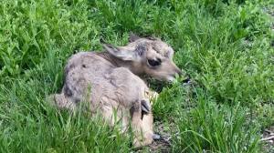 A little baby pronghorn hides in the grass! I practically parked my bike on this little one and didn't see it for several minutes while I ate a granola bar.