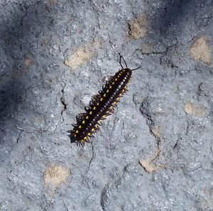 There are a whole bunch of these guys with a death wish marching across 101.