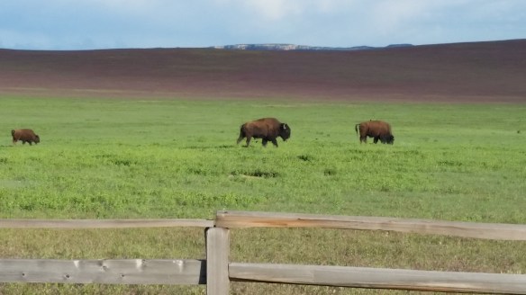 Buffalo! On the other side of a fence, which is good.