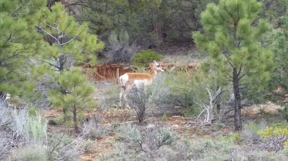 Pronghorn in Red Canyon.
