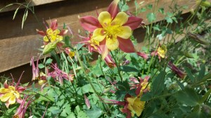 Here's a picture of a columbine. It has nothing to do with the current narrative.