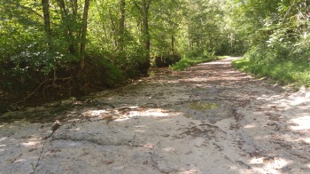 It's always hard to decide if you should keep going or turn back when the road becomes an excellent habitat for frogs.