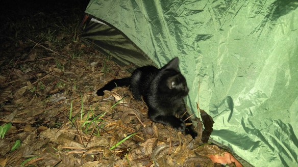 Kitten and tent