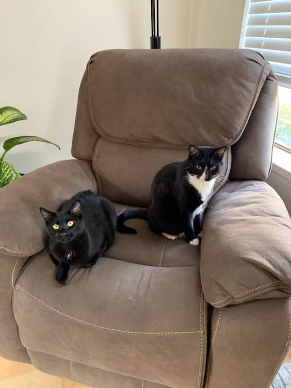 Two black cats on a lazy boy
