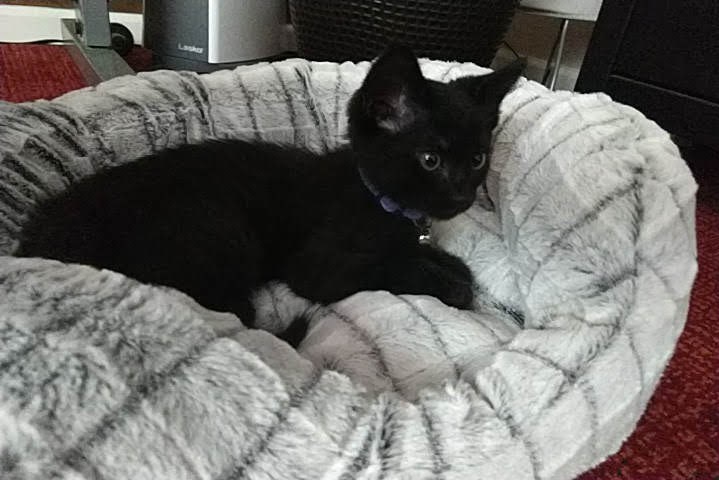 Black kitten with a bell