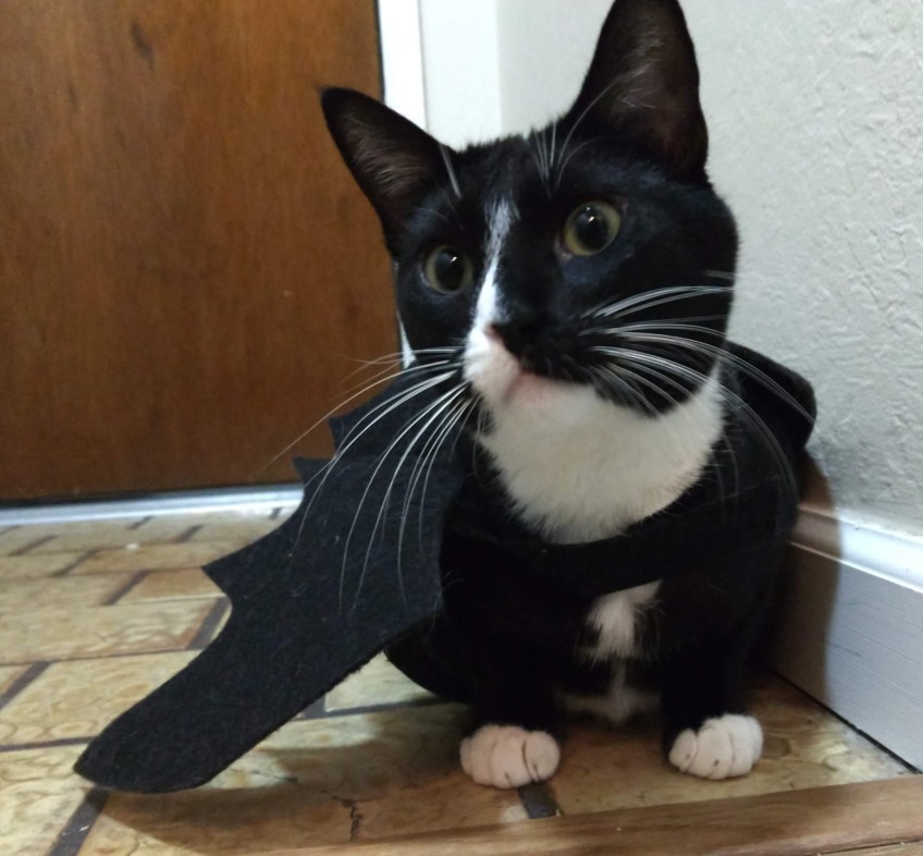 Tuxedo cat Snowball wearing bat wings