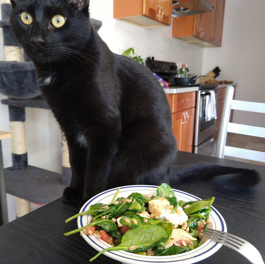 Black cat with vegan lunch